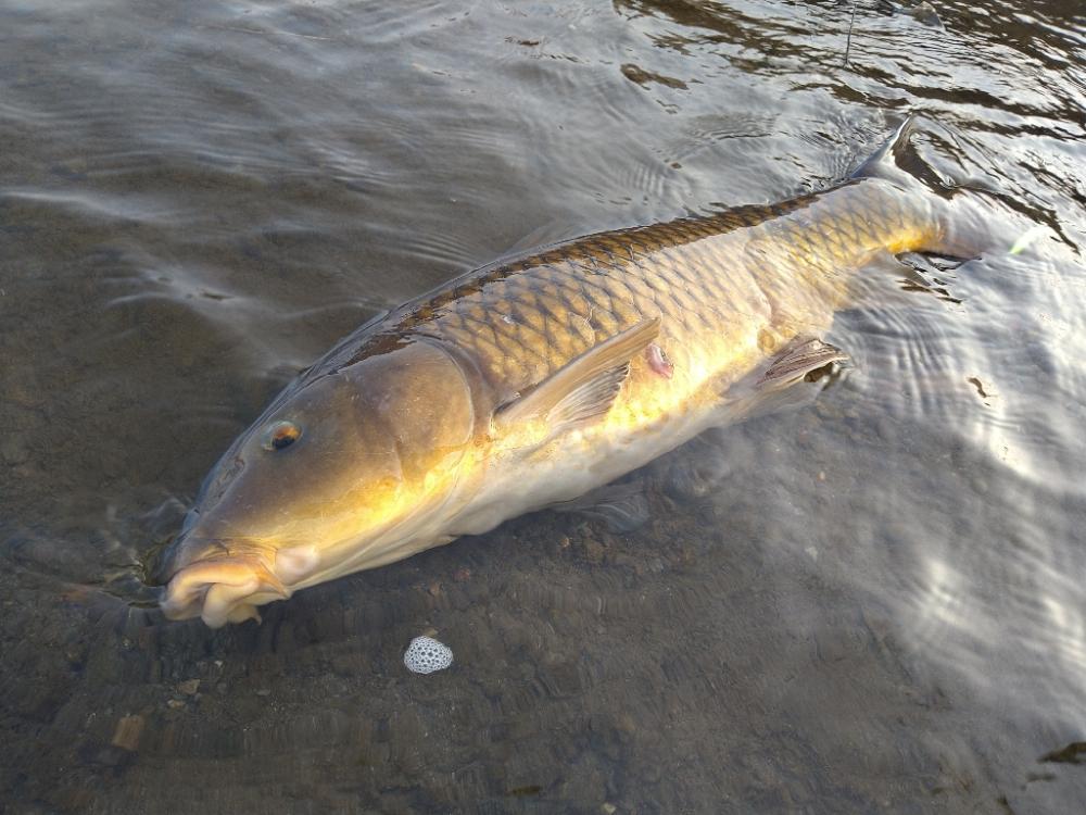 サクラマス釣行で80センチオーバー