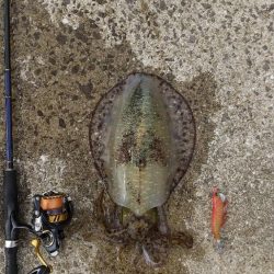 強風の中のエギング