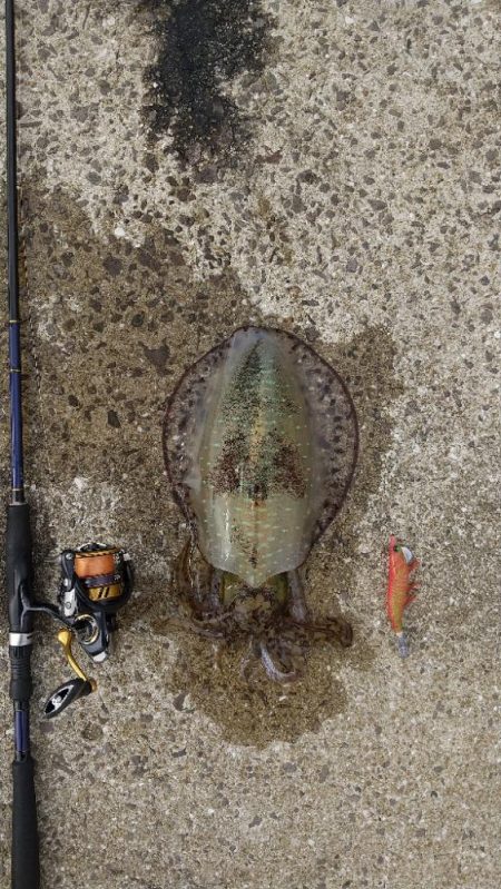 強風の中のエギング