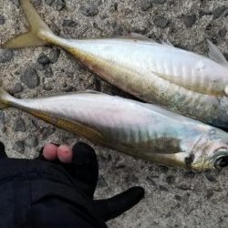 尺アジでーす。