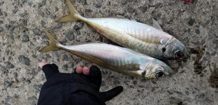 尺アジでーす。