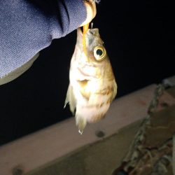 冷え込み厳しく激シブメバリング