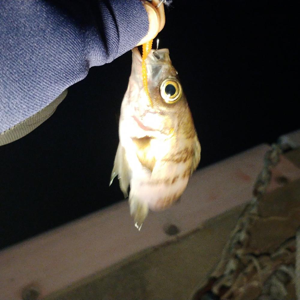 冷え込み厳しく激シブメバリング