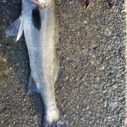 最後に釣れた大物