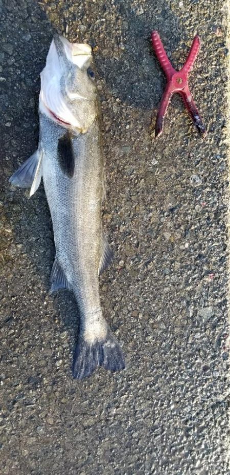 最後に釣れた大物