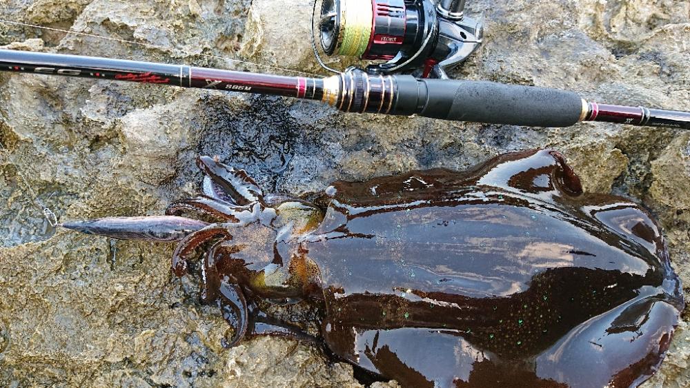 対馬エギング釣果……⑭