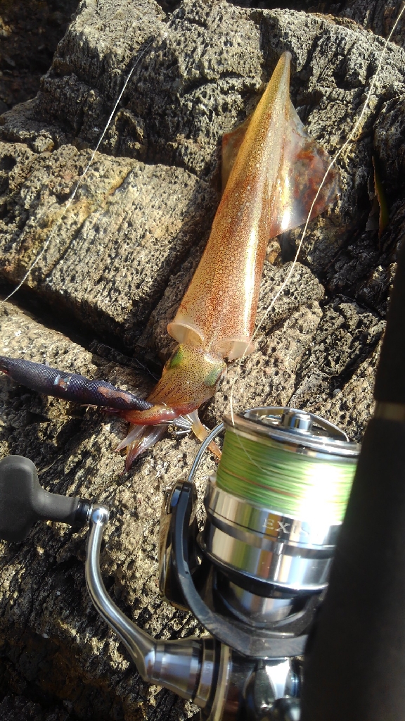 ヤリイカエギング!