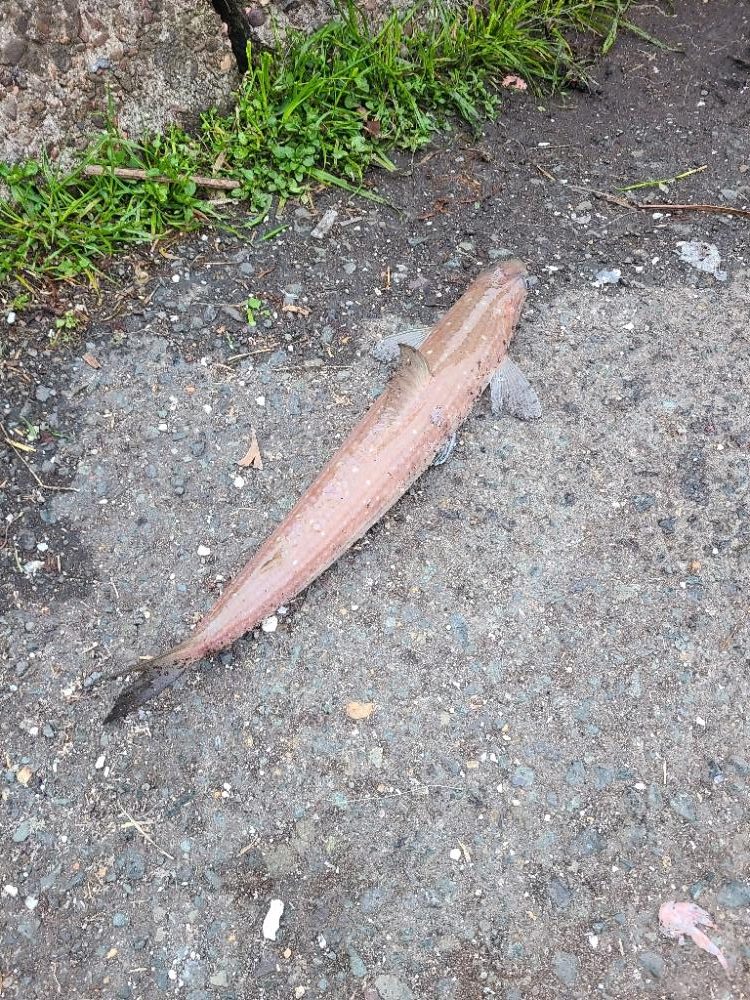 久しぶりのホーム