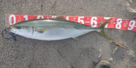 吹上浜で鰤ゲット！