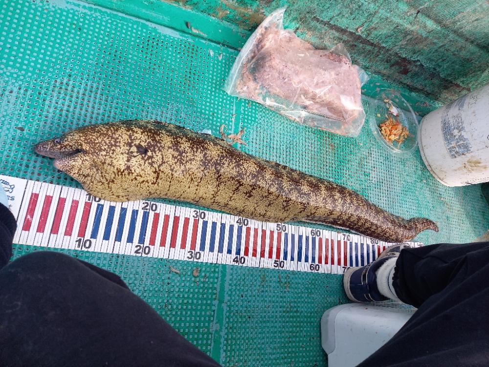 初かせ釣り、ブリには届かず