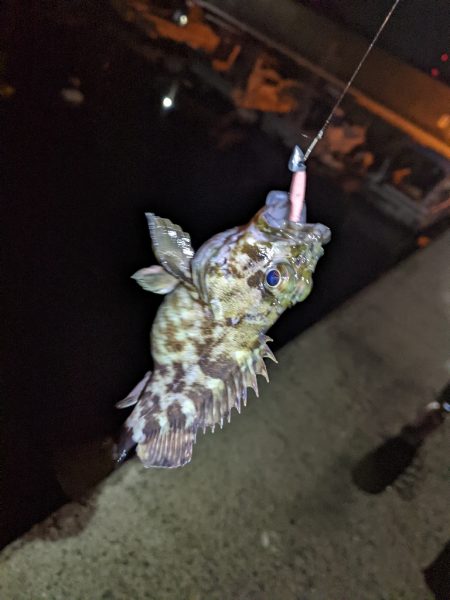 一匹までが遠い