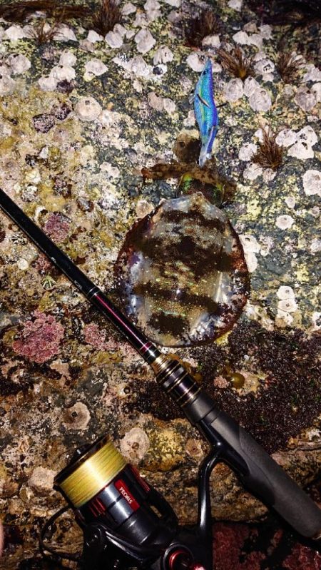 対馬エギング釣果……⑲