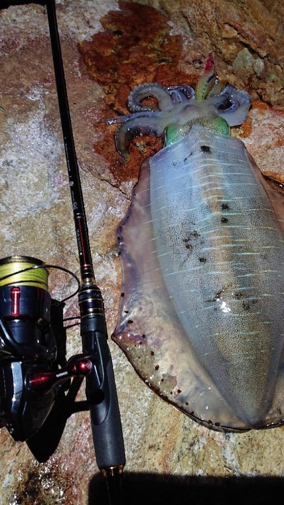 対馬エギング釣果……⑫