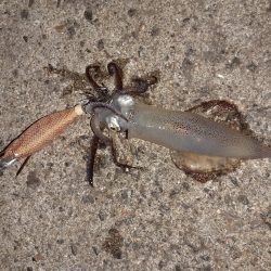 ライトエギング