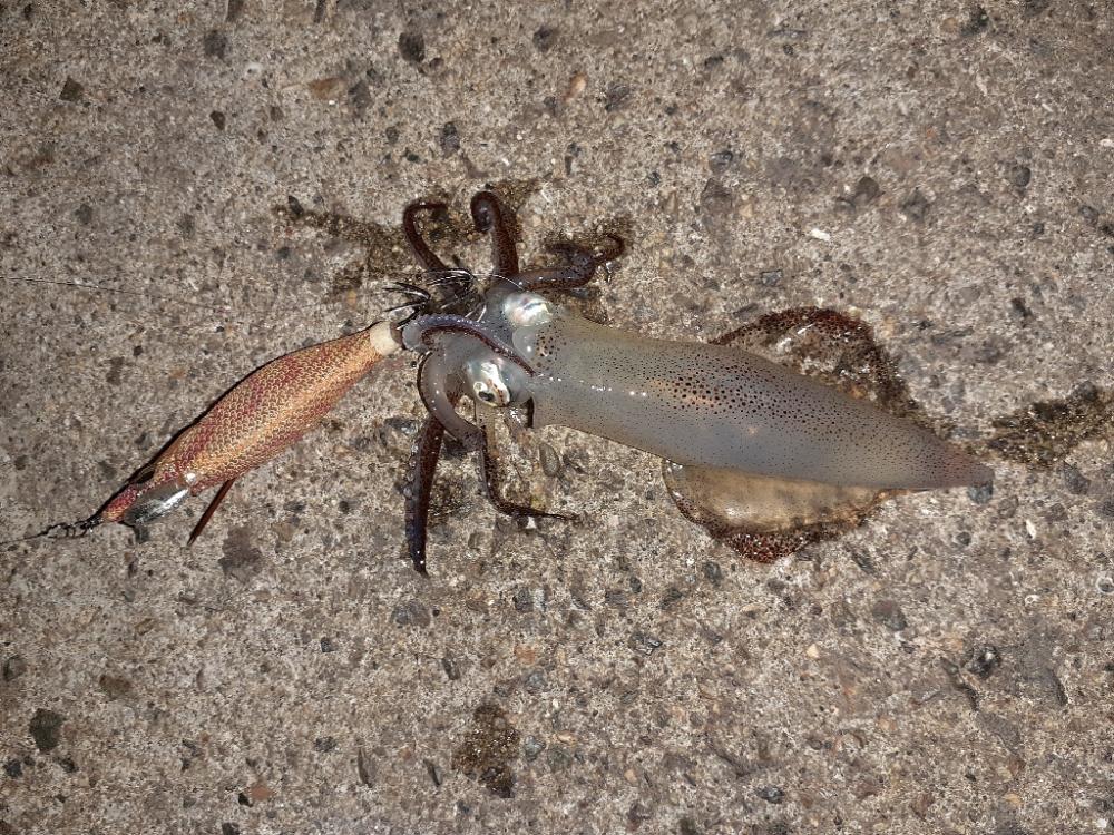 ライトエギング