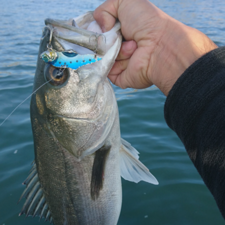 ボートシーバス