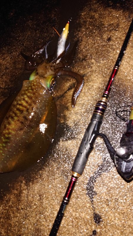 対馬エギング釣果……⑮