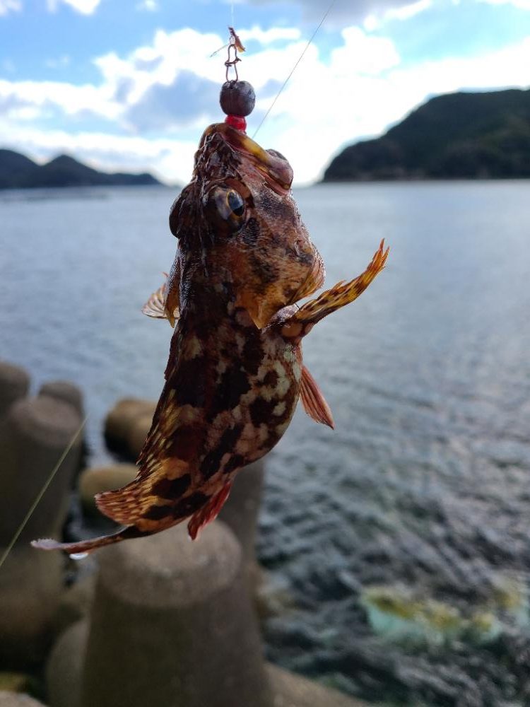 ガッシーは好調