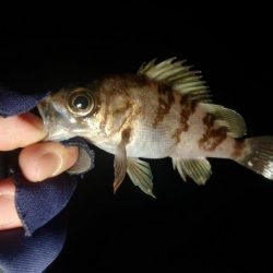 今日もミニマム！泉州メバリング