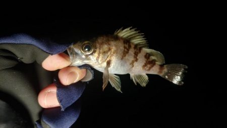 今日もミニマム！泉州メバリング