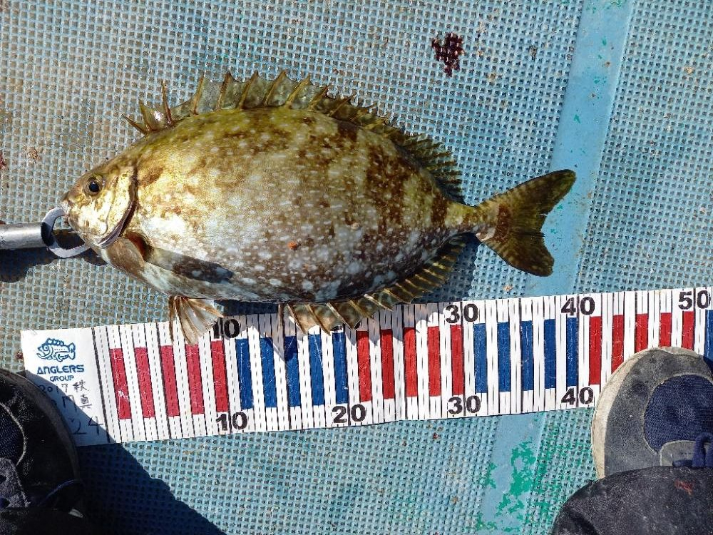 えり丸ブリリベンジ