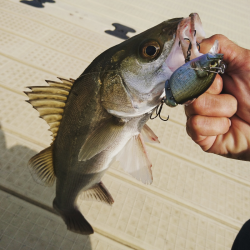 ボートシーバスゲーム