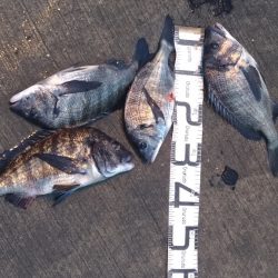 2/19どしゃ降りの中の釣果