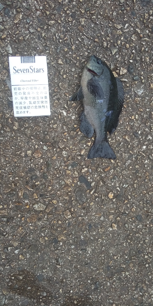 のんびり穴釣り