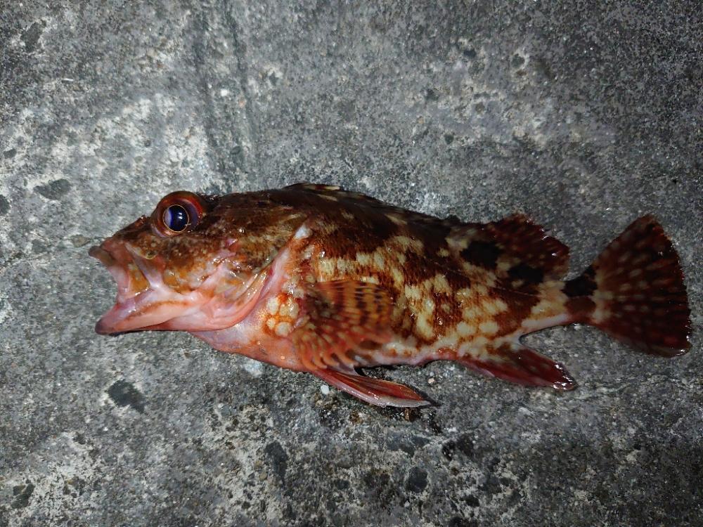 久しぶりの釣行。