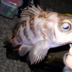 性懲りもなく淡路島！