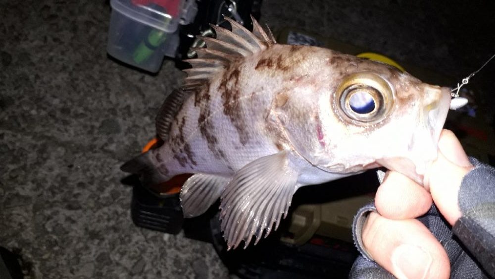 性懲りもなく淡路島！