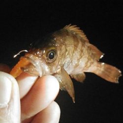 サイズアップ狙いのメバリングでミニシーバス…