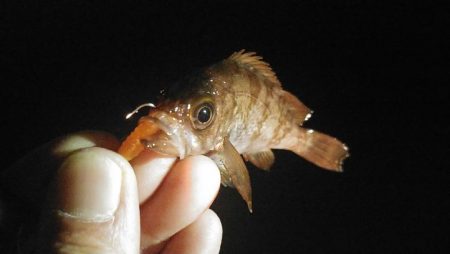 サイズアップ狙いのメバリングでミニシーバス…