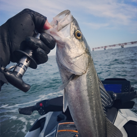 シーバスゲーム