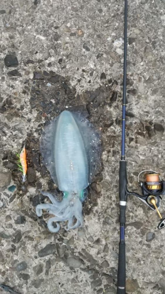 アオリイカエギング