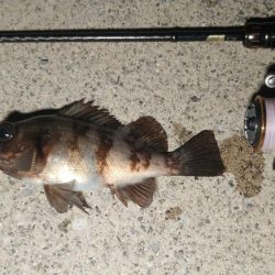 雪の降る極寒メバリング