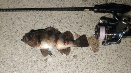 雪の降る極寒メバリング