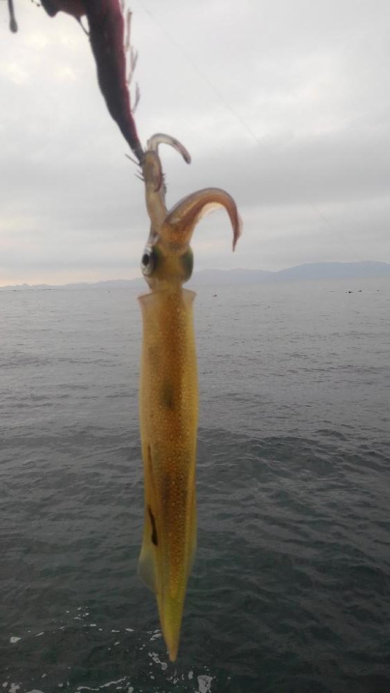 本日もヤリイカ調査❗