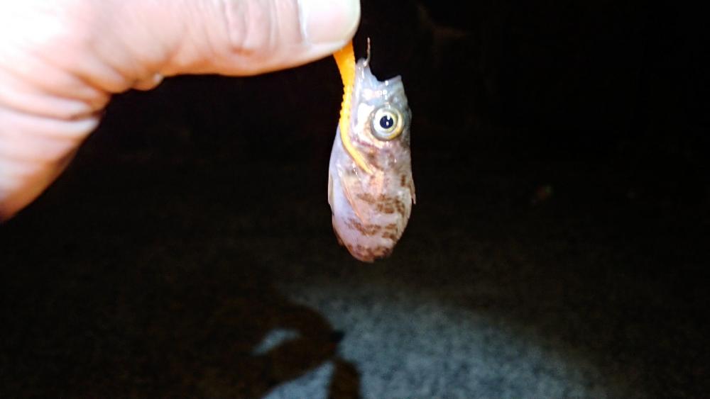 泉州メバリングリベンジ