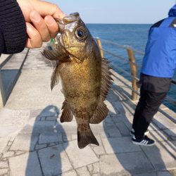 メバル釣り