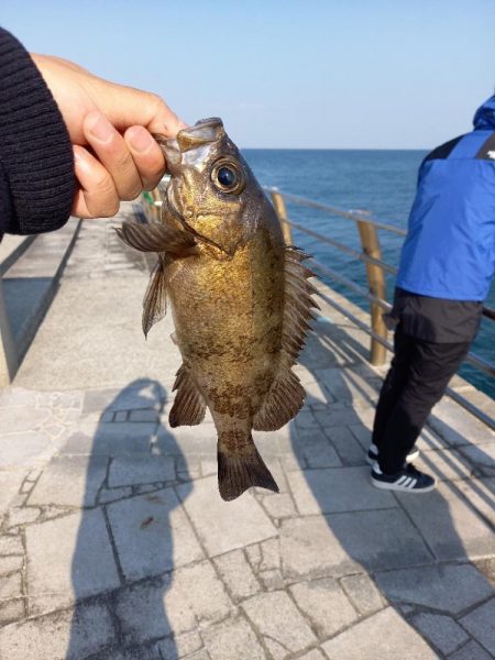 メバル釣り