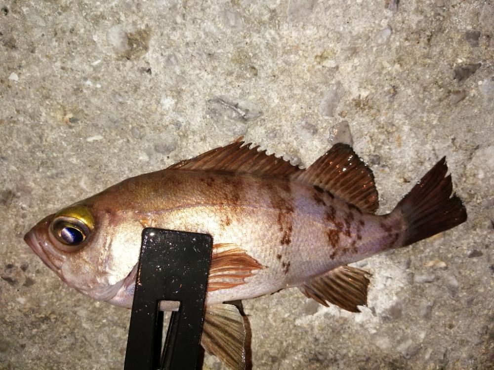 メバルですが。