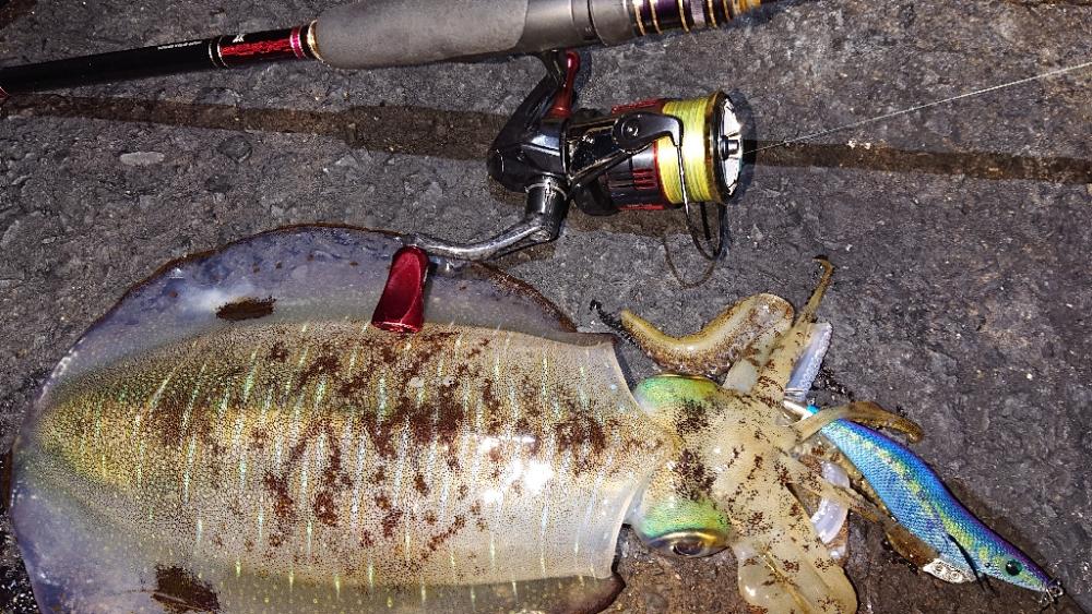 対馬エギング釣果……⑬