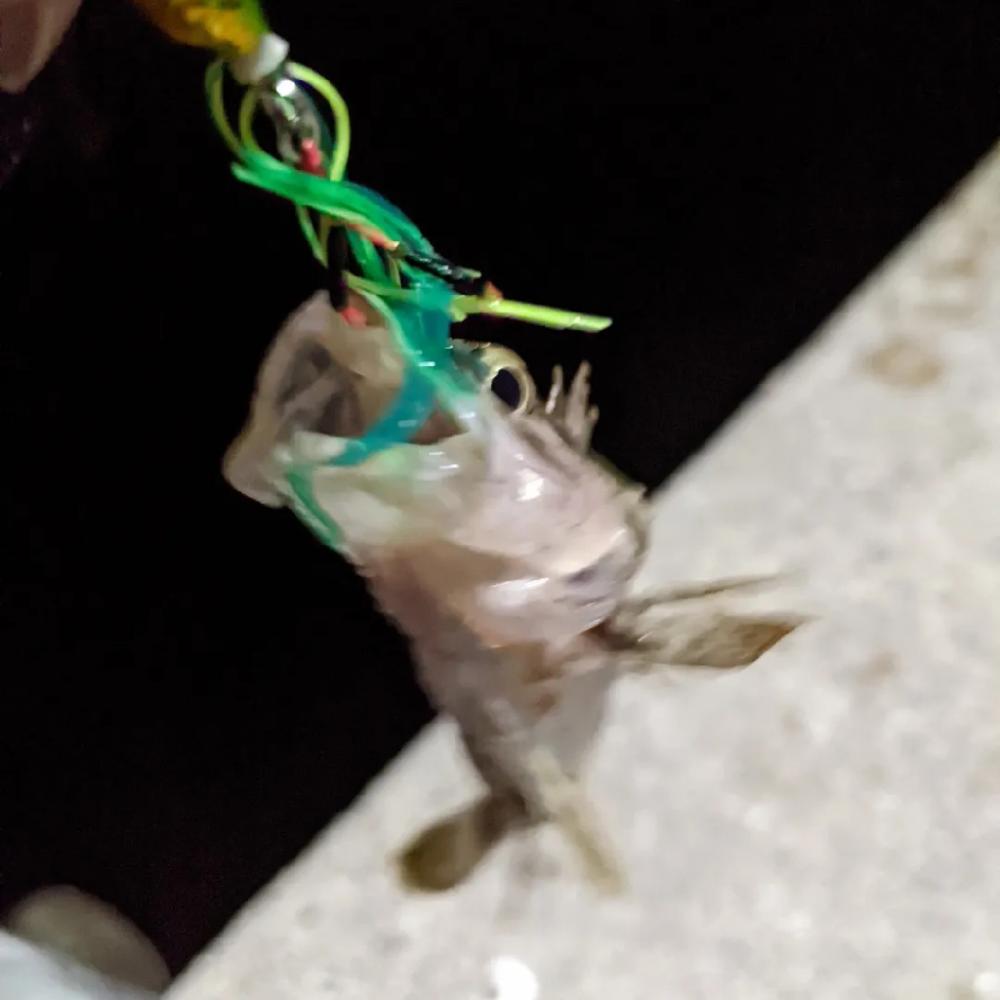 初めて使うルアーで