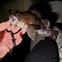 ディープ・パープルがお好きな様で