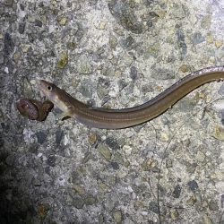 冬でもアナゴは絶好調!