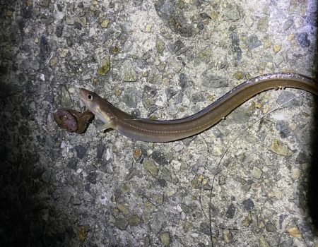 冬でもアナゴは絶好調!