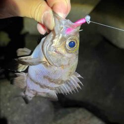 姫路網干周辺でメバリング！アミパターン攻略には最強ワーム！！