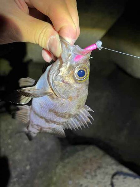 姫路網干周辺でメバリング！アミパターン攻略…