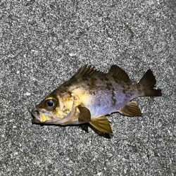 アミパターンメバルを最強アイテムで釣る！